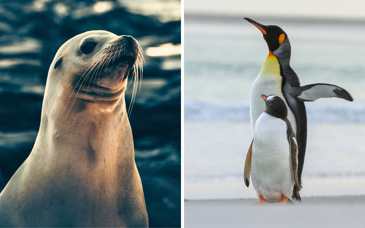 UICN declara en peligro de extinción al pingüino emperador y al lobo marino antártico