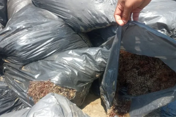 Aclara Semar que bolsas en playas de Pajapan contienen sargazo y no chapopote