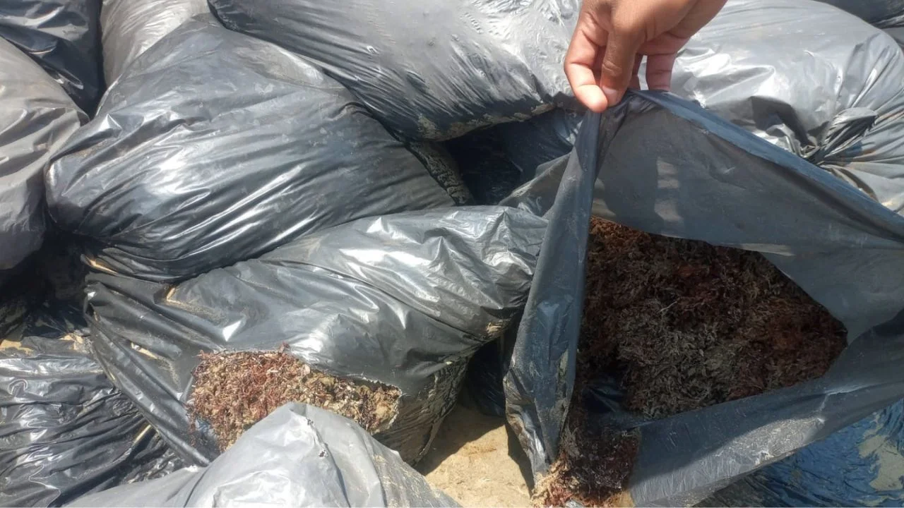 Aclara Semar que bolsas en playas de Pajapan contienen sargazo y no chapopote