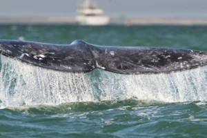 Jueza de Sonora suspende tránsito de buques de gas en el Mar de Cortés para proteger ballenas