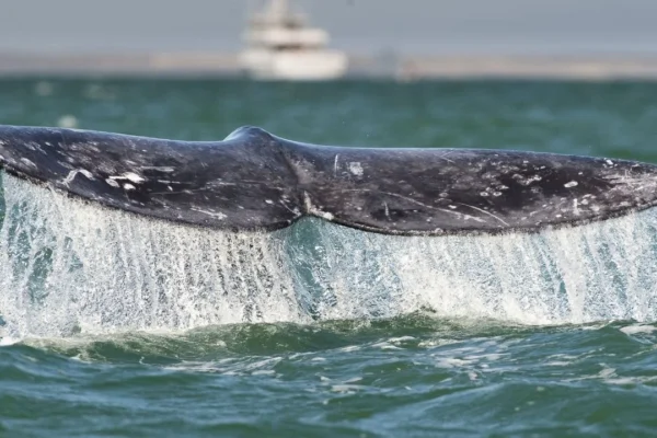 Jueza de Sonora suspende tránsito de buques de gas en el Mar de Cortés para proteger ballenas