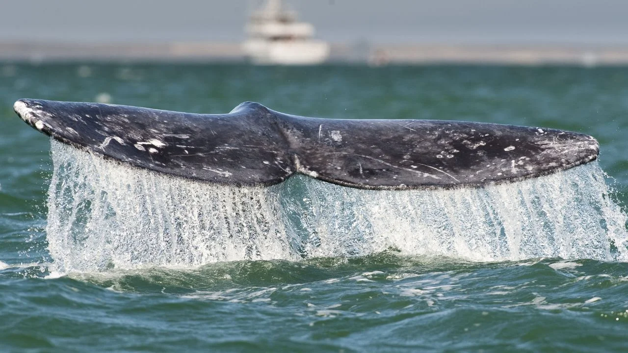 Jueza de Sonora suspende tránsito de buques de gas en el Mar de Cortés para proteger ballenas