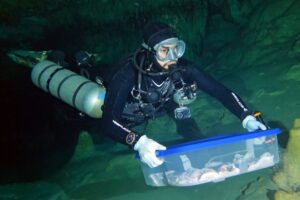 INAH traslada fósiles humanos de Sac Actun a CDMX para estudios de antropología física