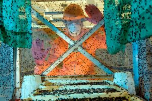 Avanza control del gusano barrenador; EU estudia abrir frontera al ganado mexicano