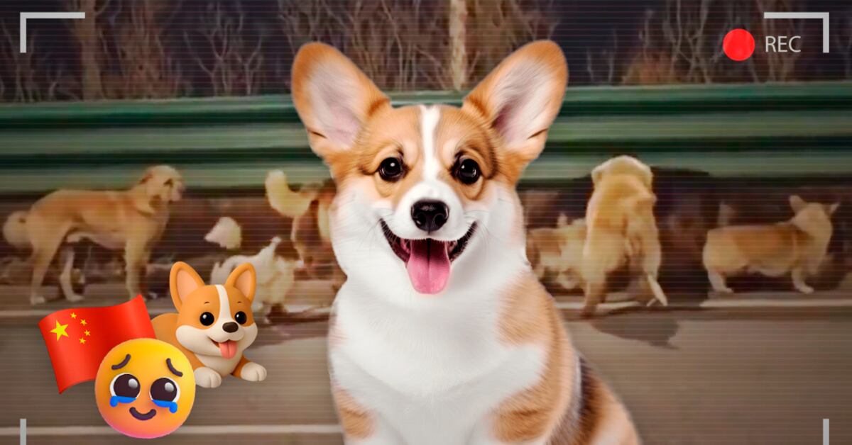 De ‘Lord Palomera’ a la ‘Tía Paty’: detenciones, disculpas internacionales y tendencias virales marcan la jornada