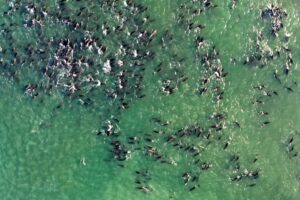 Playas de Tijuana, no aptas; denuncian petróleo en Golfo y realizan limpiezas