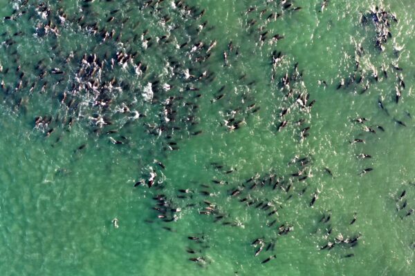 Playas de Tijuana, no aptas; denuncian petróleo en Golfo y realizan limpiezas