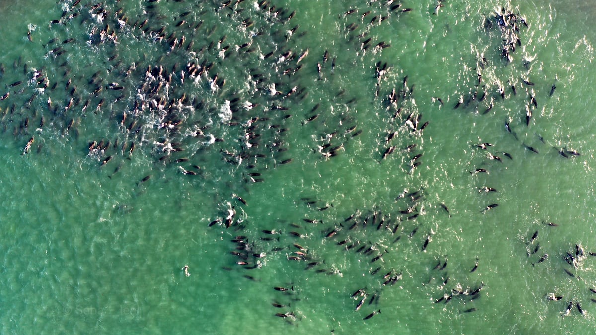 Playas de Tijuana, no aptas; denuncian petróleo en Golfo y realizan limpiezas