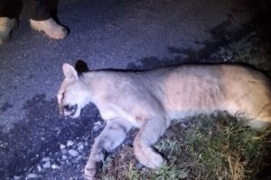Atropellamiento de dos pumas en carretera 57 enciende alertas por tráfico y época de celo