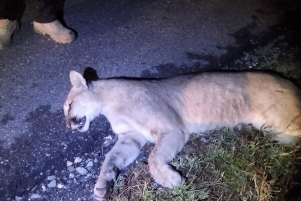 Atropellamiento de dos pumas en carretera 57 enciende alertas por tráfico y época de celo