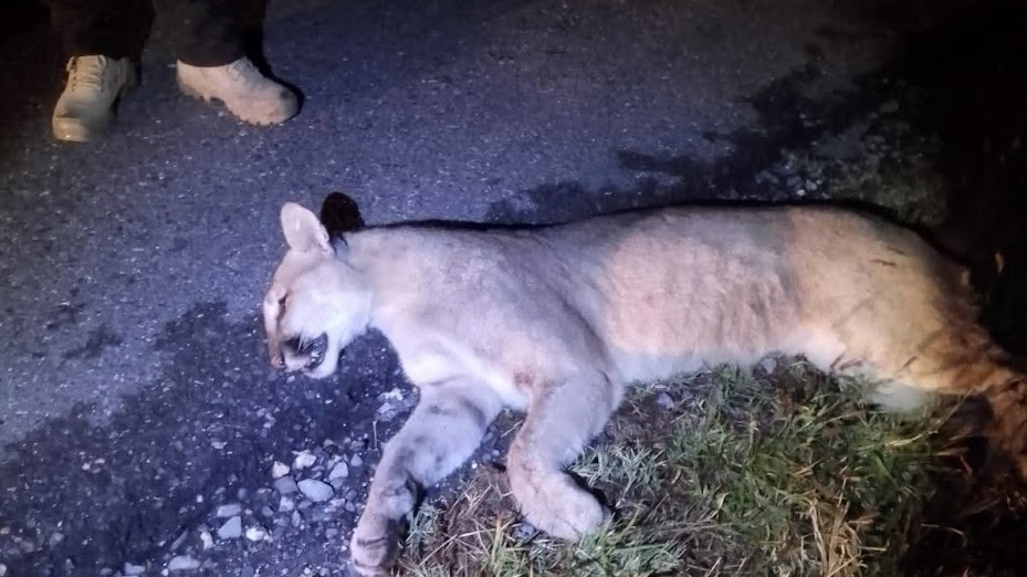 Atropellamiento de dos pumas en carretera 57 enciende alertas por tráfico y época de celo