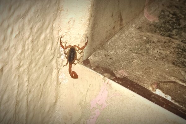 OMS y expertos alertan sobre riesgos de pandemia y daños de redes sociales; registran muertes por picadura de alacrán y cirugías irregulares en México