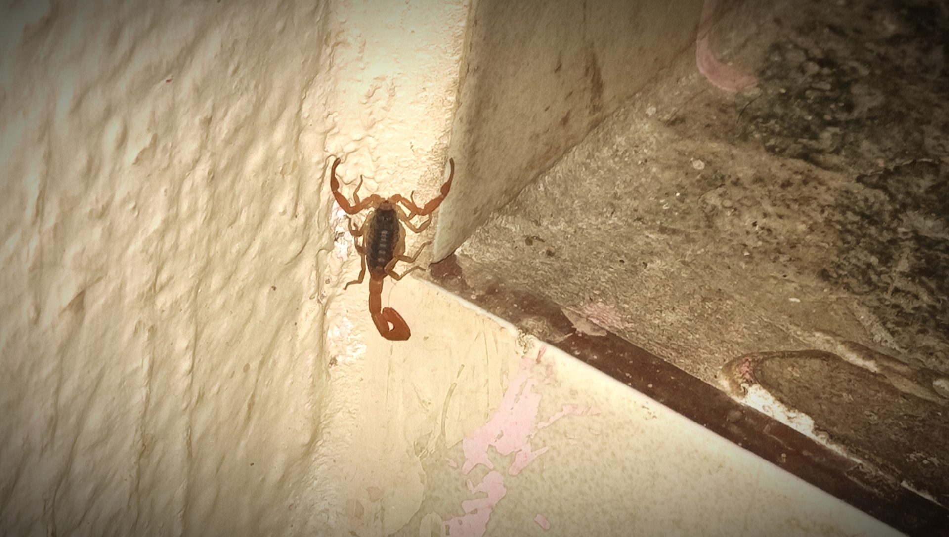 OMS y expertos alertan sobre riesgos de pandemia y daños de redes sociales; registran muertes por picadura de alacrán y cirugías irregulares en México