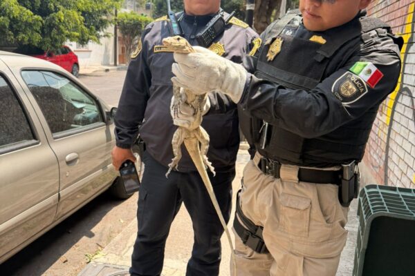 Personal de la SSC resguarda lagarto varano en la colonia Unión Postal