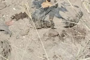 Colectivo halla fosa clandestina con restos óseos en fraccionamiento de Tlajomulco