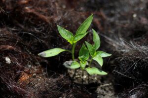 Proyectos ciudadanos y científicos buscan salvar los canales de Xochimilco y al ajolote de la extinción