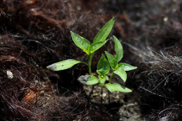 Proyectos ciudadanos y científicos buscan salvar los canales de Xochimilco y al ajolote de la extinción