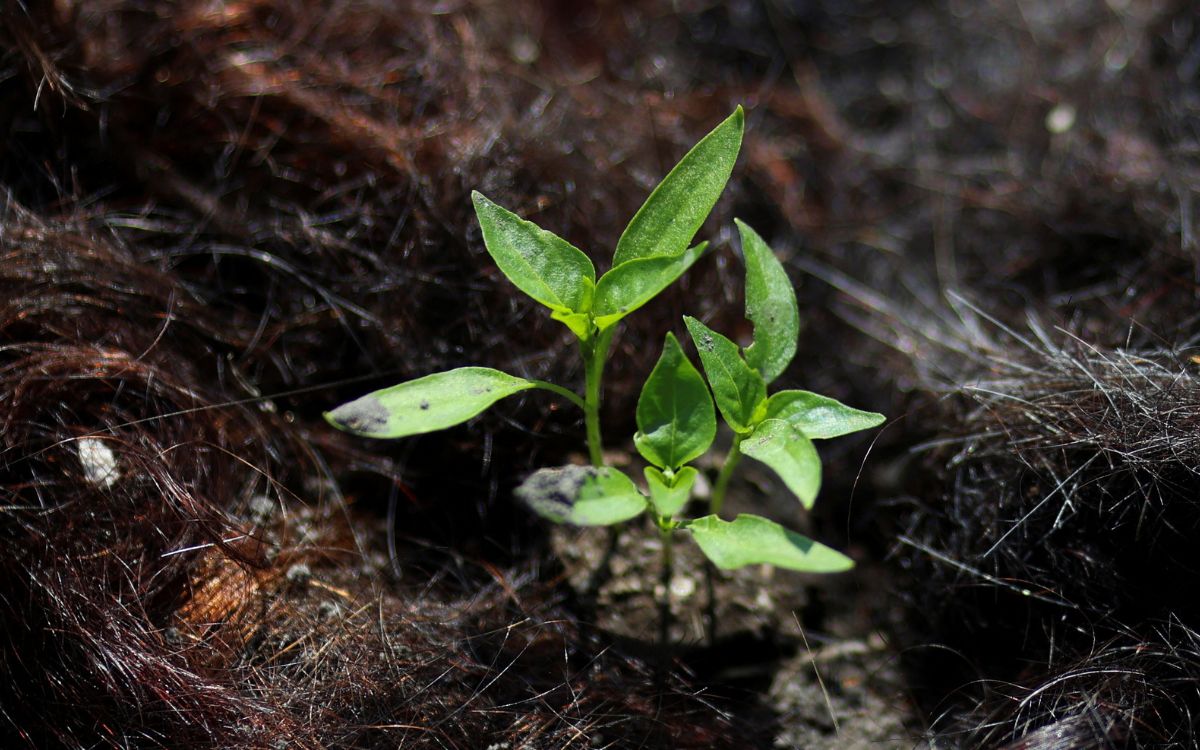 Proyectos ciudadanos y científicos buscan salvar los canales de Xochimilco y al ajolote de la extinción