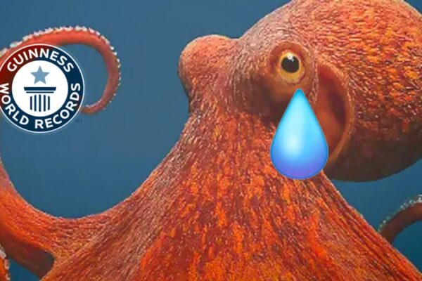 Astronautas de Artemis II comparten experiencias tras sobrevuelo lunar; fósil pierde récord Guinness y abejas demuestran capacidad rítmica