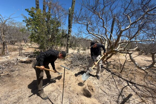 Hallan cinco fosas clandestinas en Arroyo El Cajoncito, La Paz