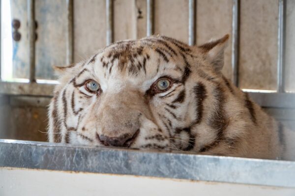 Rescatan a Sona, el último tigre de circo de Portugal, y lo trasladan a un santuario en España