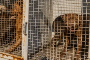 Fundación Haghenbeck advierte desacato judicial si animales regresan al Refugio Franciscano y ofrece 8 mdp para nuevo albergue