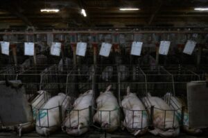 ONU alerta sobre ‘fábricas de animales’ en México; FAO impulsa proyecto contra deforestación ganadera