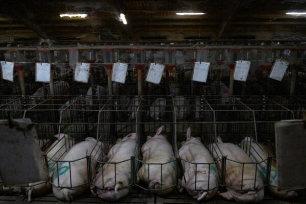 ONU alerta sobre ‘fábricas de animales’ en México; FAO impulsa proyecto contra deforestación ganadera