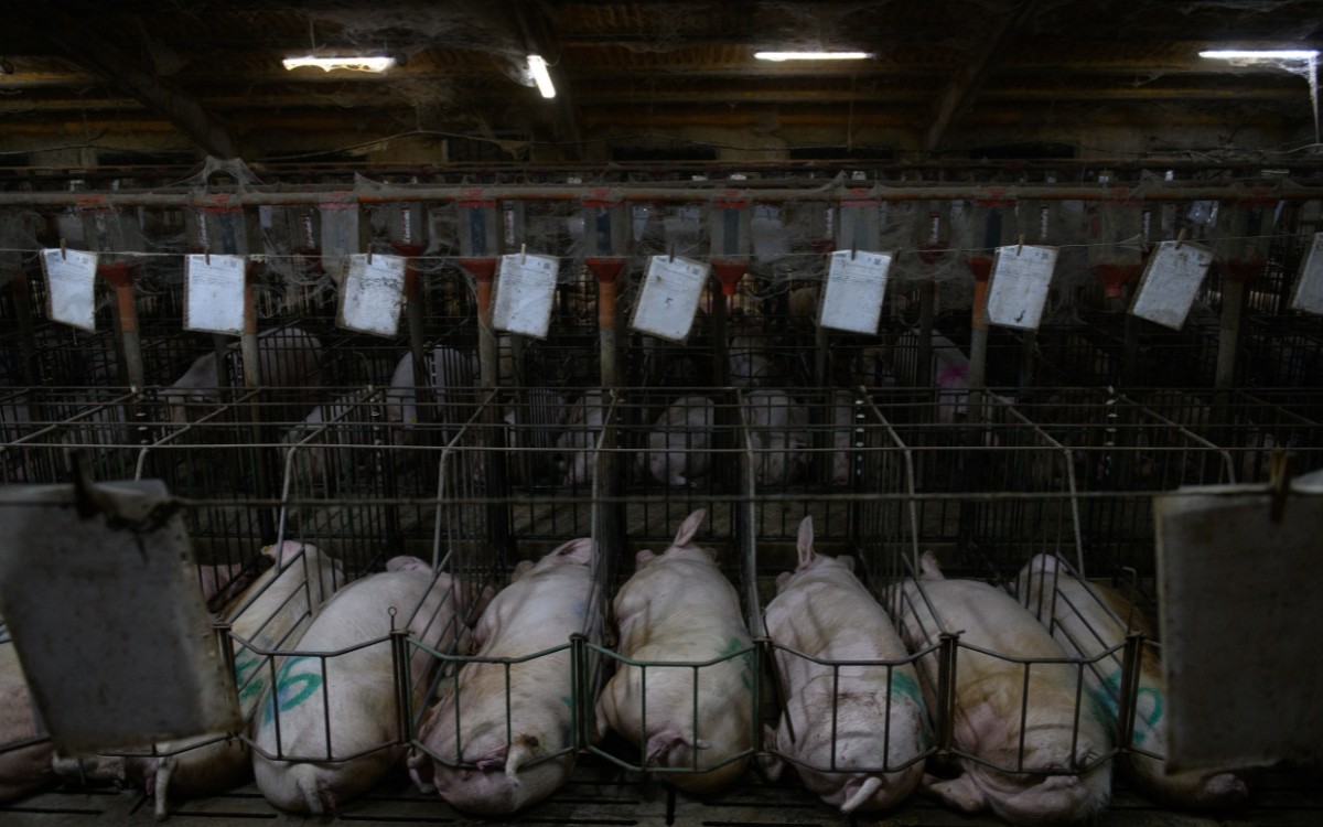 ONU alerta sobre ‘fábricas de animales’ en México; FAO impulsa proyecto contra deforestación ganadera