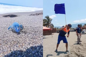 Autoridades reportan presencia de cocodrilos, iguanas y fauna marina peligrosa en Oaxaca y Michoacán