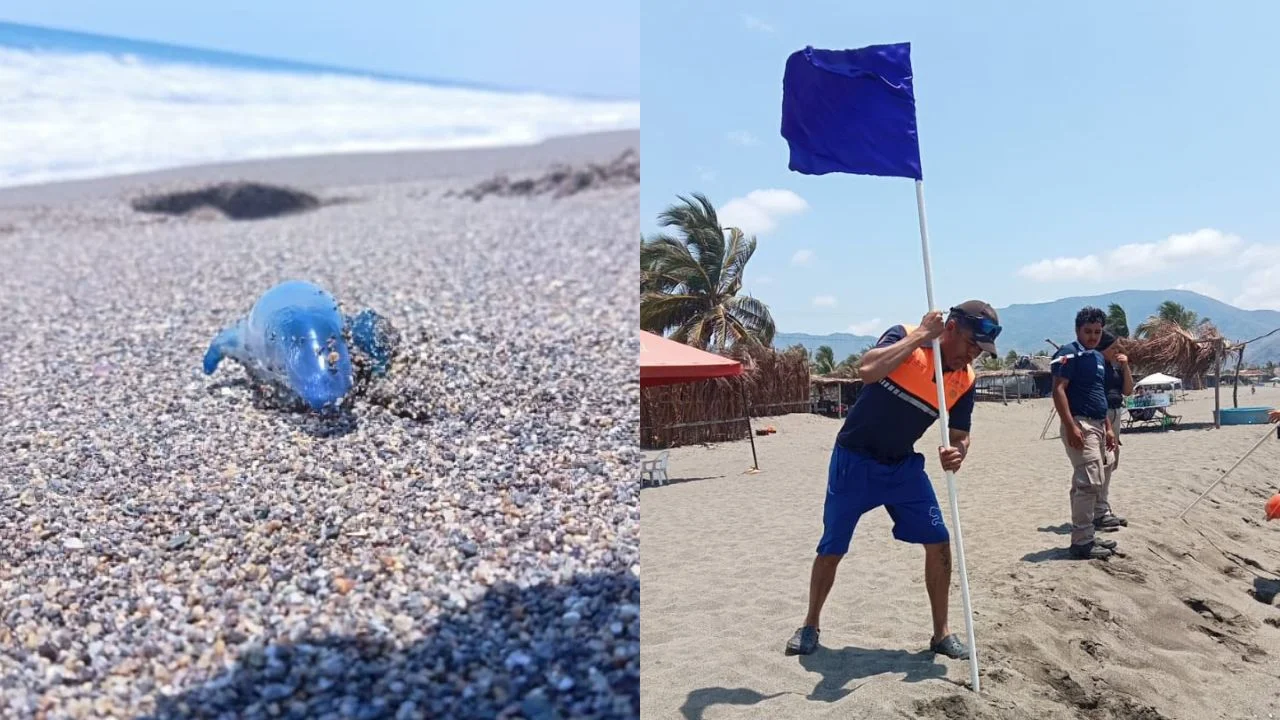 Autoridades reportan presencia de cocodrilos, iguanas y fauna marina peligrosa en Oaxaca y Michoacán