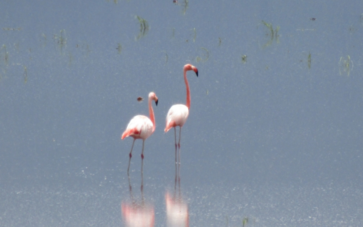 Iniciativas ciudadanas y sanciones oficiales marcan la agenda ambiental en México