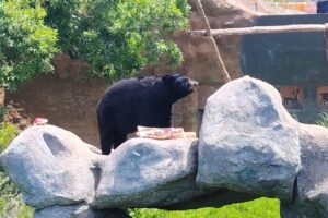 Reintroducen nueva manada de lobo mexicano en Durango y avanzan proyectos de conservación en la región