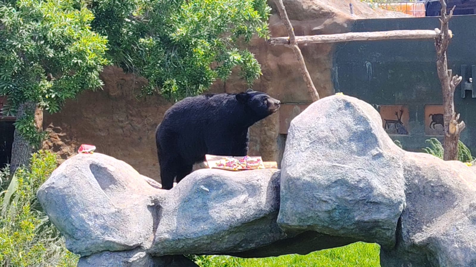 Reintroducen nueva manada de lobo mexicano en Durango y avanzan proyectos de conservación en la región