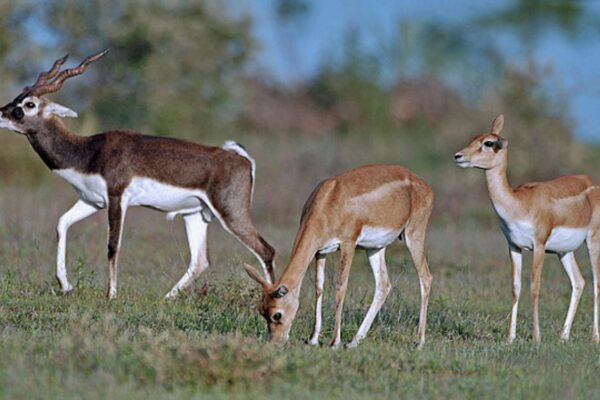 Ofrece PETA recompensa por autor de disparo que mató a antílope en zoológico de Viena
