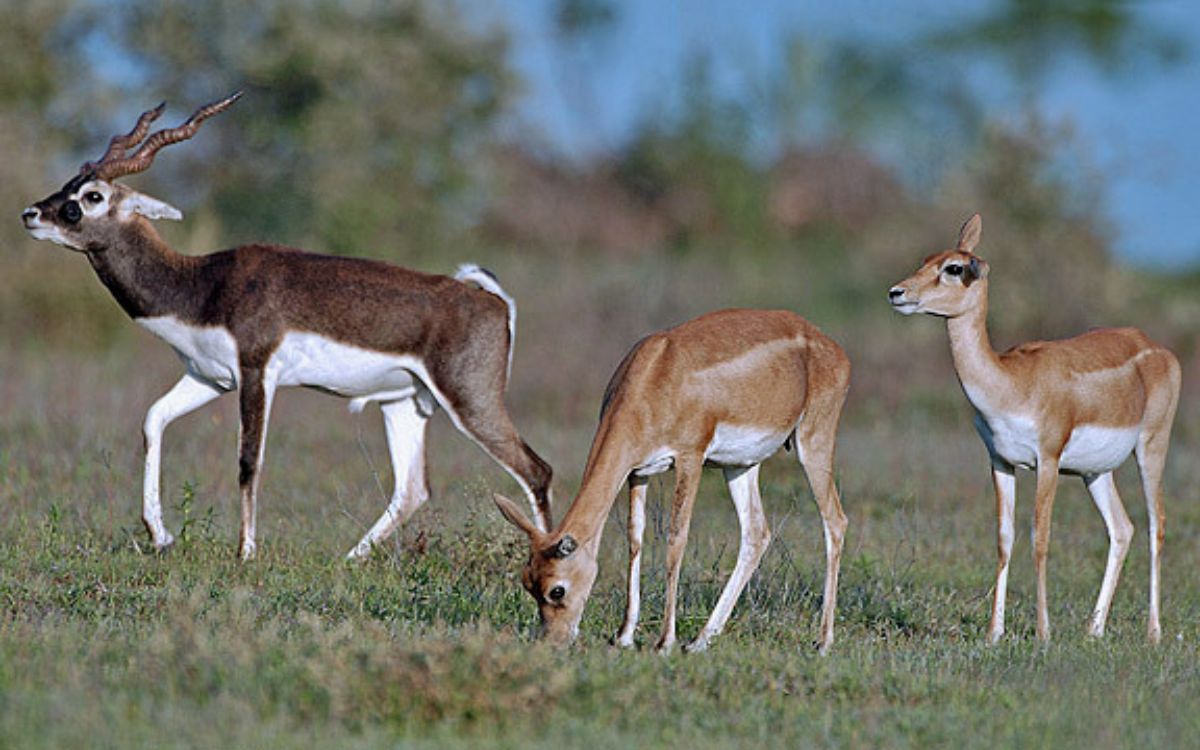 Ofrece PETA recompensa por autor de disparo que mató a antílope en zoológico de Viena