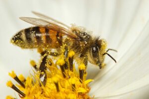 Jalisco, Sinaloa y Guanajuato encabezan lista de picaduras de abeja en México en 2026