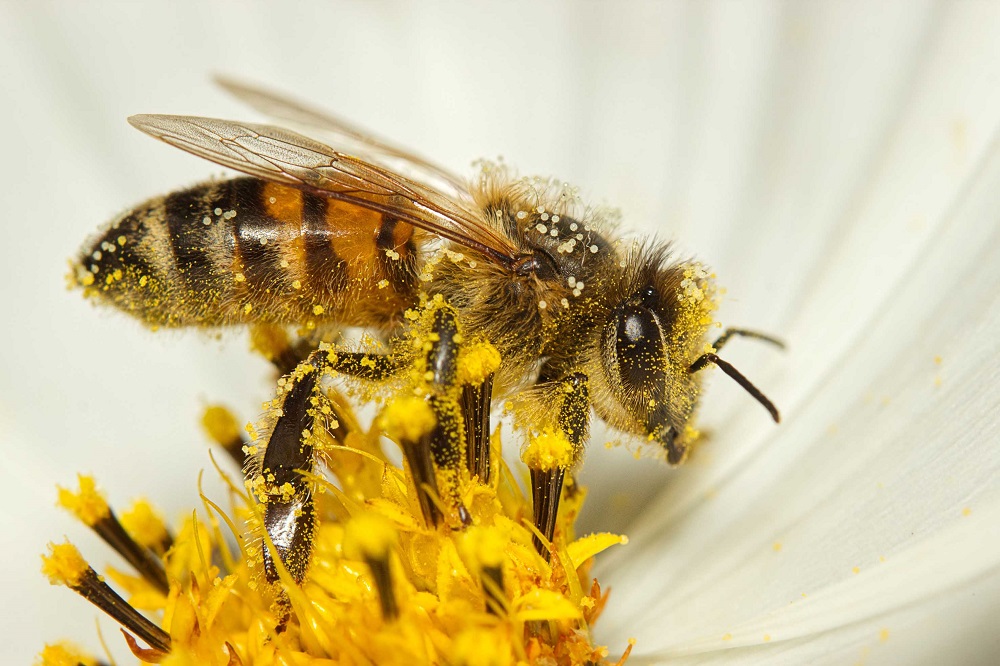 Jalisco, Sinaloa y Guanajuato encabezan lista de picaduras de abeja en México en 2026
