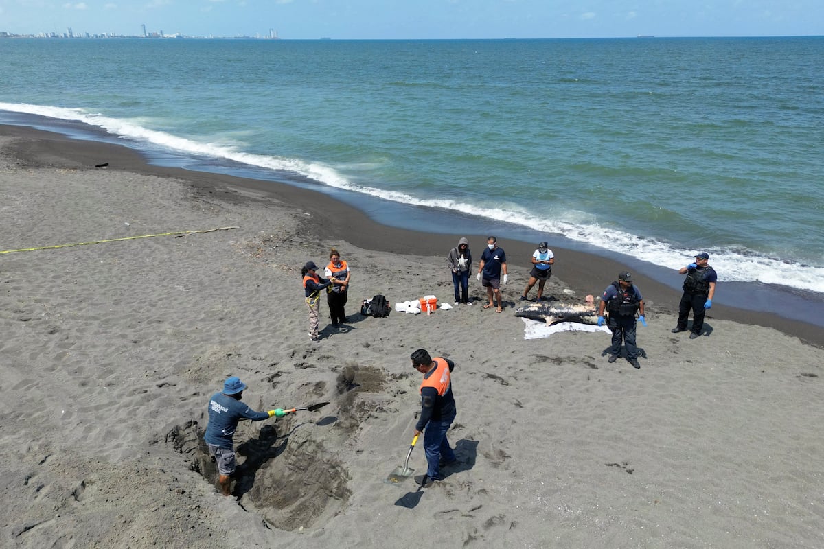 Pemex admite derrame en el Golfo tras semanas de negación; sequía en Amazonía agrava crisis humanitaria