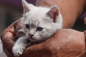 Resguardan 13 gatos en Iztacalco tras denuncias ciudadanas