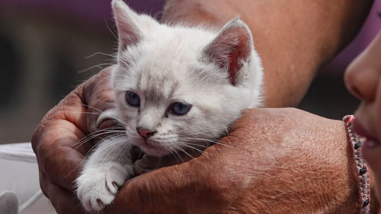 Resguardan 13 gatos en Iztacalco tras denuncias ciudadanas