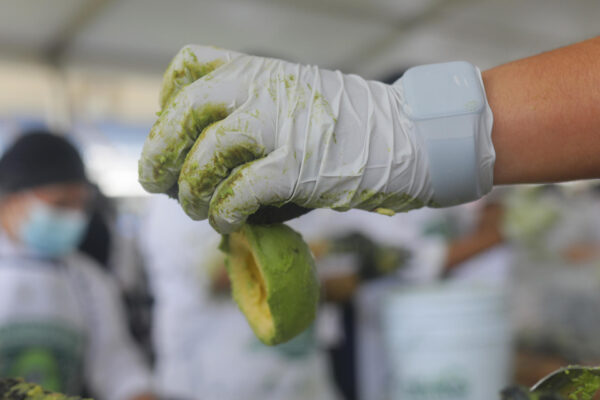 Jalisco establece Récord Guinness del guacamole más grande del mundo
