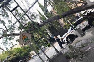 Bomberos de la CDMX retiran siete árboles caídos en cinco alcaldías