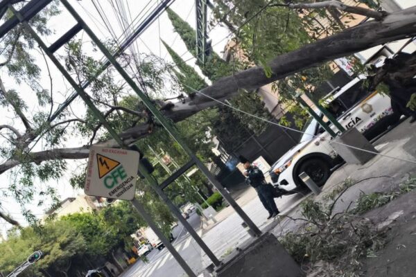 Bomberos de la CDMX retiran siete árboles caídos en cinco alcaldías