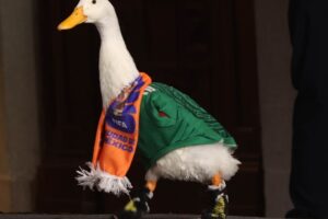 El pato Merlín asiste a La Mañanera y se registrará su imagen ante el IMPI