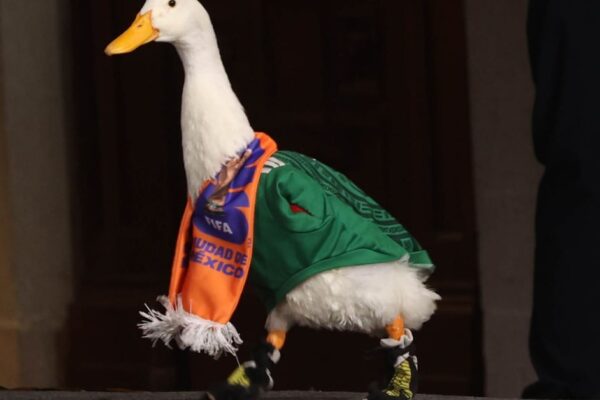 El pato Merlín asiste a La Mañanera y se registrará su imagen ante el IMPI
