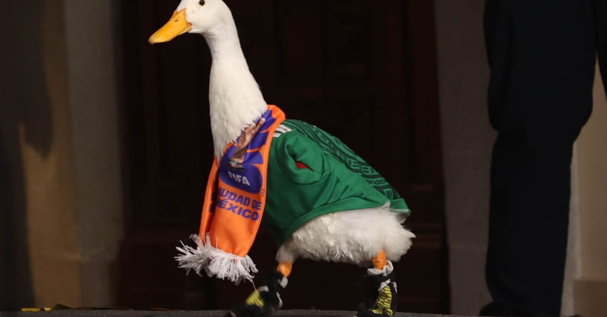 El pato Merlín asiste a La Mañanera y se registrará su imagen ante el IMPI
