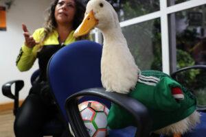 Merlín, el ‘pato mundialista’, se vuelve viral durante el Mundial 2026 en México