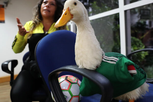 Merlín, el ‘pato mundialista’, se vuelve viral durante el Mundial 2026 en México