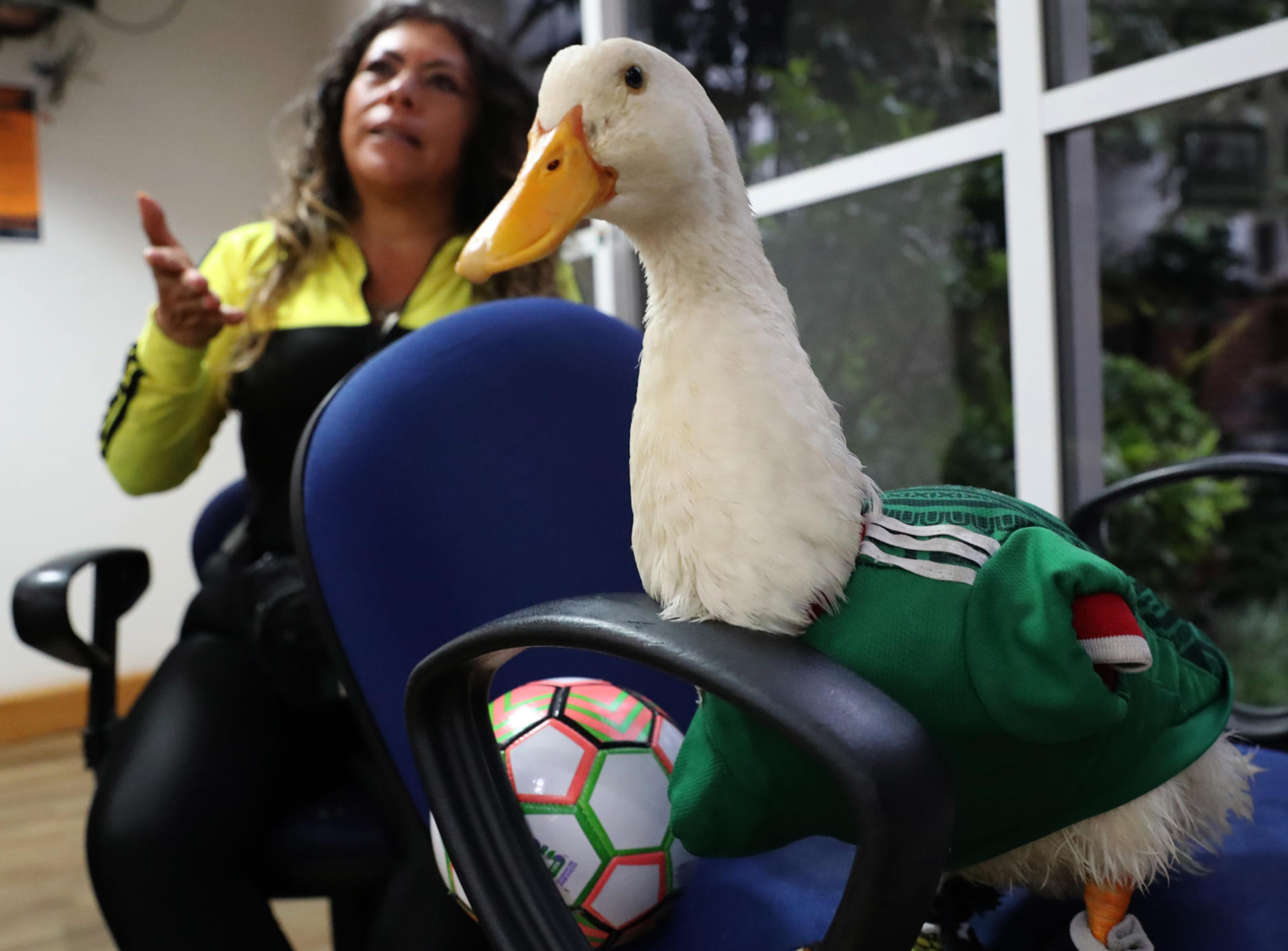 Merlín, el ‘pato mundialista’, se vuelve viral durante el Mundial 2026 en México